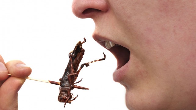 خوردن حشرات